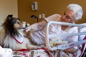 MC_THERAPYDOG900x600