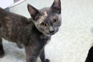 The Humane Society is currently housing approximately 200 cats. Photo by Catherine Coleman 