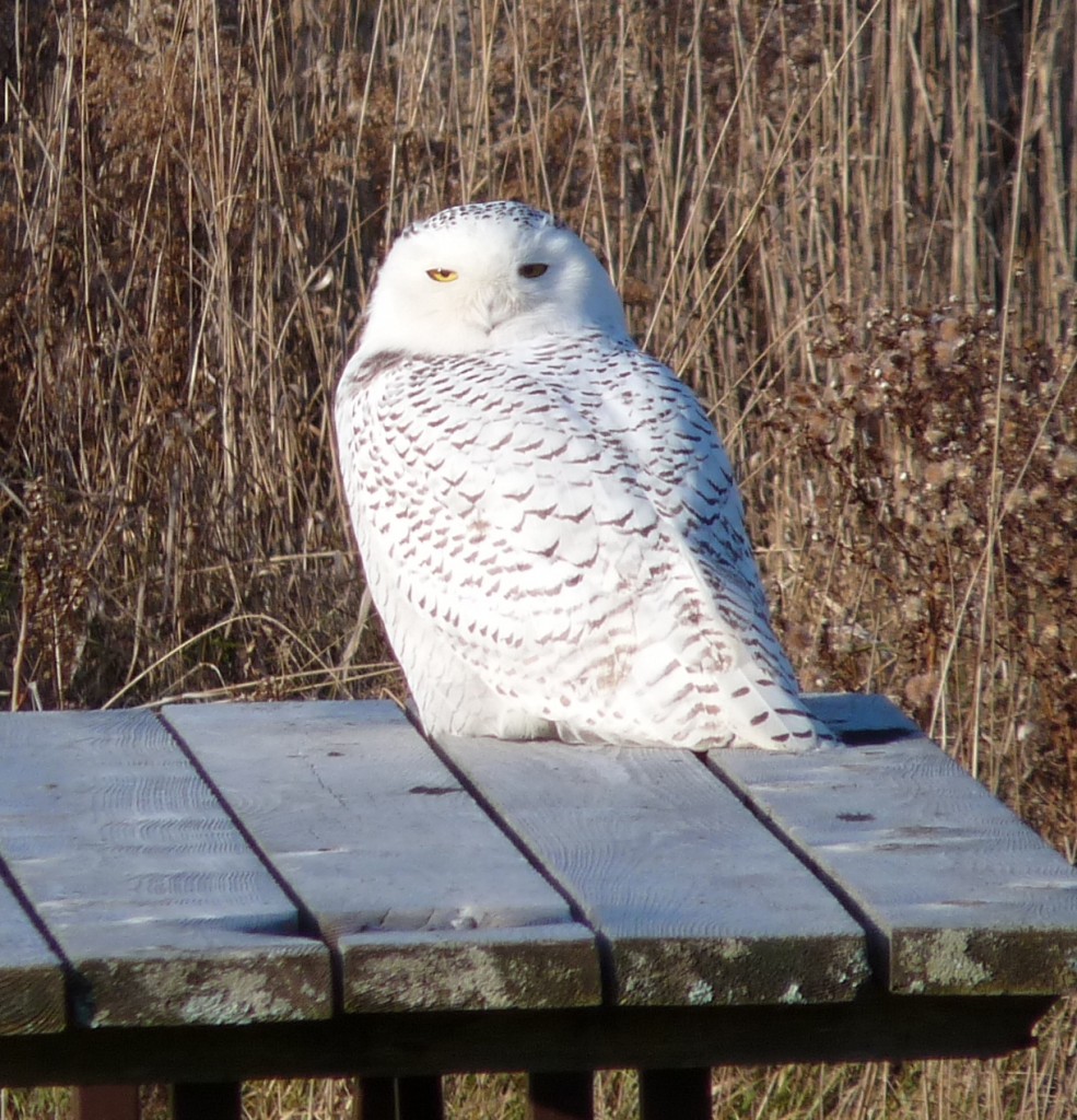 A Snowy Owl perched upon a picnic table at Presqu'ile Park in Brighton. Photo by David Bree