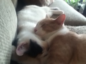 Wiggles (orange) and Anna (black) enjoying each others company