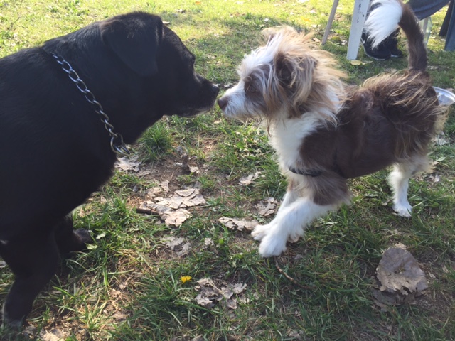 Brock interacts with other dogs at the park on Tuesday Oct. 4, 2016. Photo by Sophie Dudley