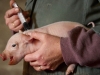 MARYSVILLE, Ont. (11/11/2011) â Renata Haan gives a three day old pig it's first vaccination, Friday morning on the family run pig farm.