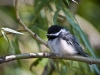 chickadee1