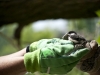 TWEED, On. (06/09/11) David and Jane Baker rescue a black headed chickadee from a fallen tree on their property. Photo by Ashliegh Gehl.