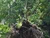 TWEED, On. (06/09/11) The storm only lasted 20-minutes Wednesday night, but winds were strong enough to overturn this tree on Larry Meiaw's property. Photo by Ashliegh Gehl.