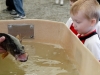 Three year old Brady Ellis peers over the holding tank right into the face of a walleye. After weigh ins the fish were on display until being relaesed back into the bay. "The kids really love it." said Kiwanian Pierre Lauzer. Photo: Gail Paquette