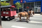 Summerlicious horse and buggy