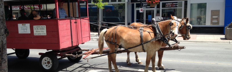 Summerlicious horse and buggy